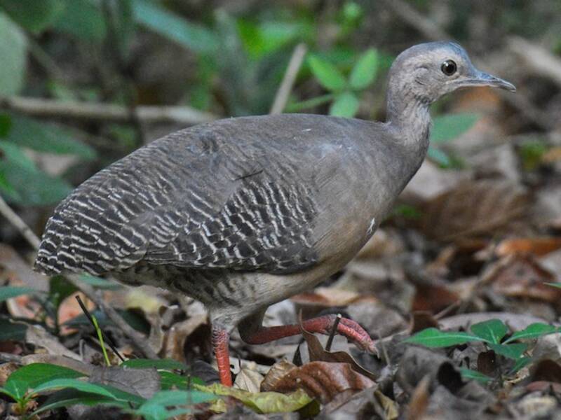 Tinamou cannelle