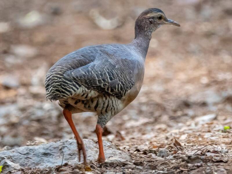 Tinamou cannelle, Photos 2