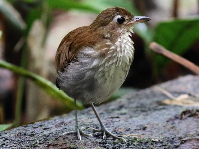 Thrush-like Antpitta, Photos 2