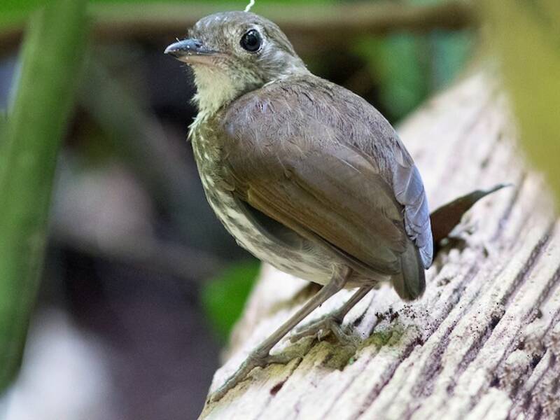 Thrush-like Antpitta