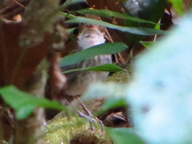Tapajos Antpitta