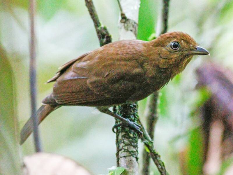 Russet-winged Schiffornis, 照片 3