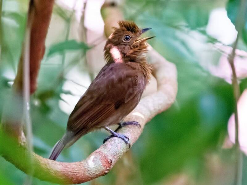 Russet-winged Schiffornis, 照片 2