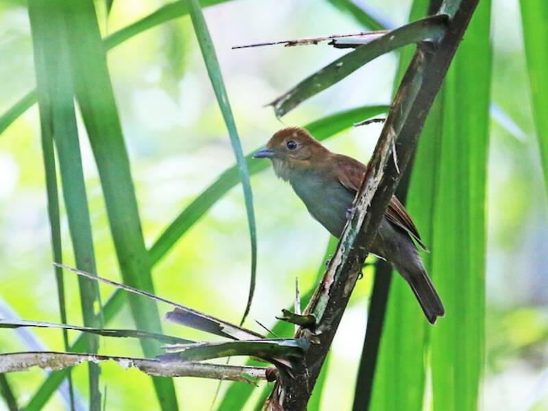 Russet-winged Schiffornis, 照片 4
