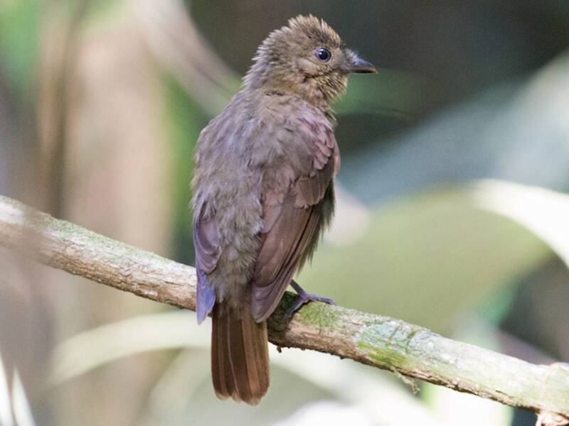 Olivaceous Schiffornis
