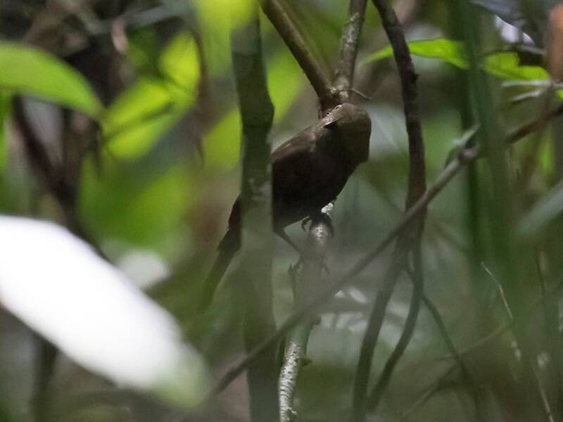 Olivaceous Schiffornis, Photos 2