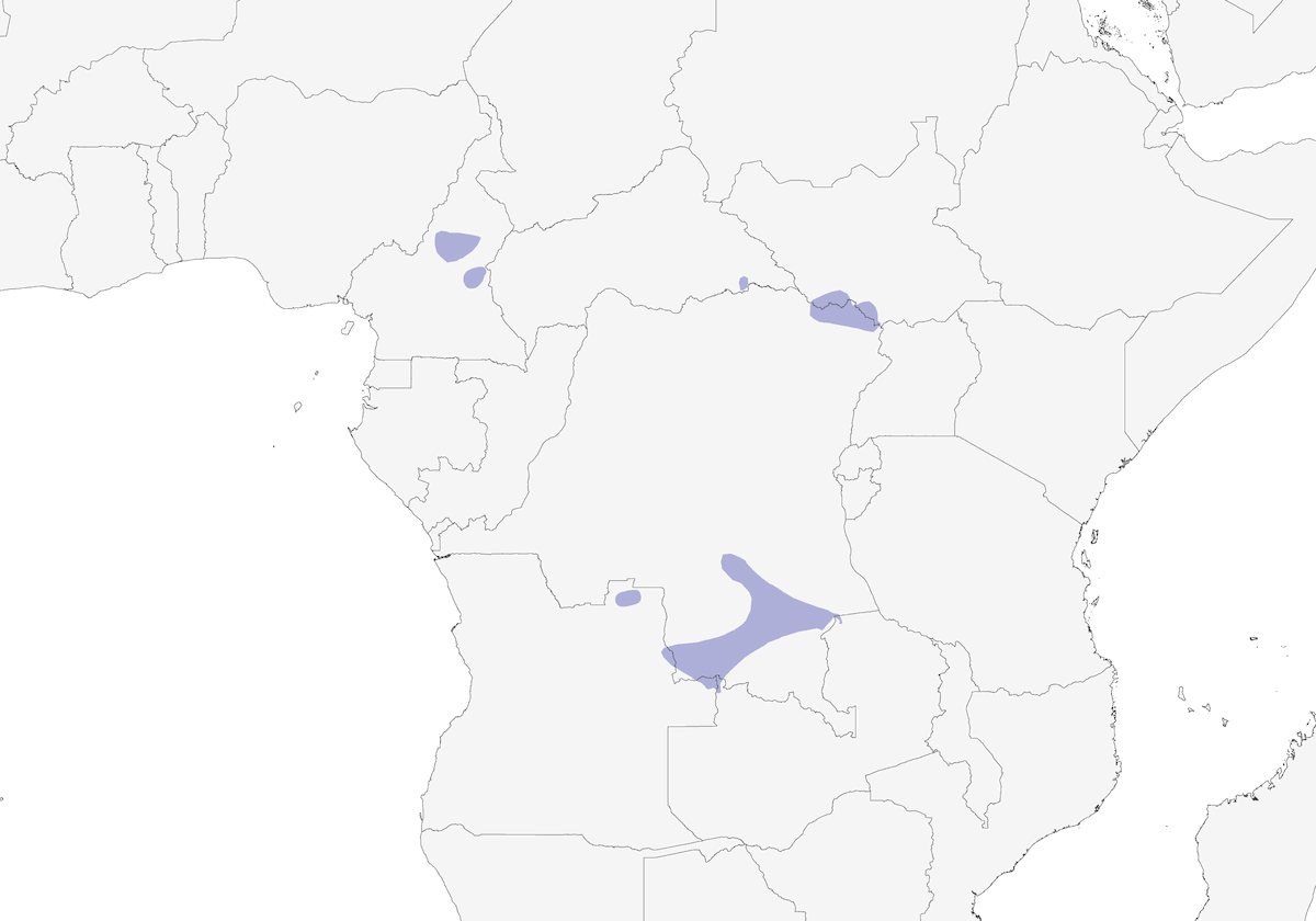Timalí zorzal, Distribución 1