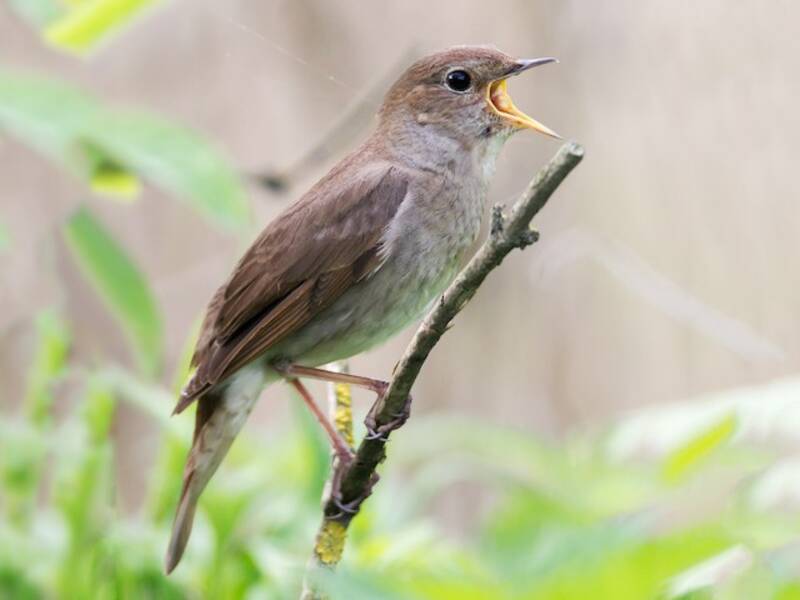 Thrush Nightingale, 照片 4