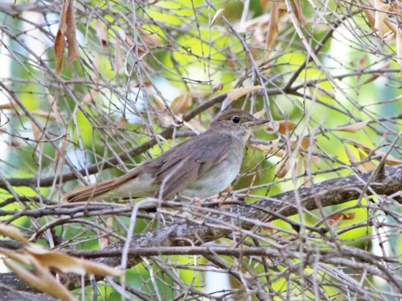 Thrush Nightingale, 照片 3