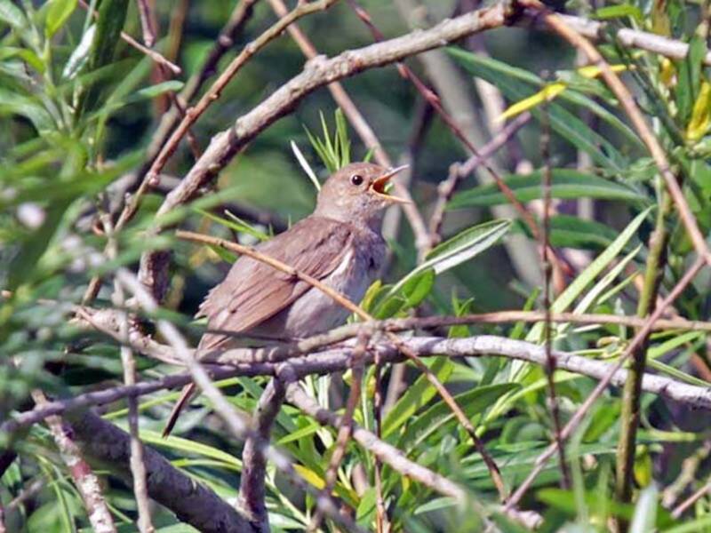 Thrush Nightingale, 照片 2