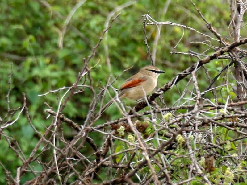 Three-streaked Tchagra, 照片 2