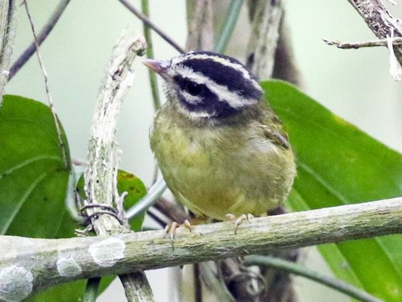 Three-striped Warbler, Photos 3
