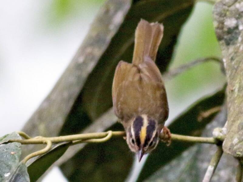 Three-striped Warbler, Photos 4
