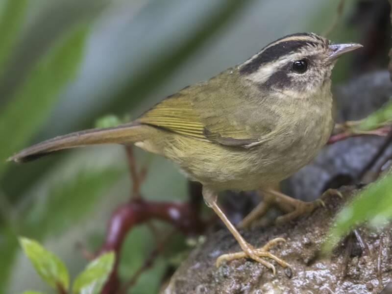 Three-striped Warbler, Photos 2