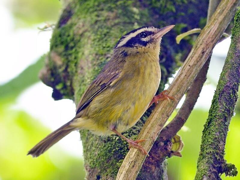 Three-striped Warbler