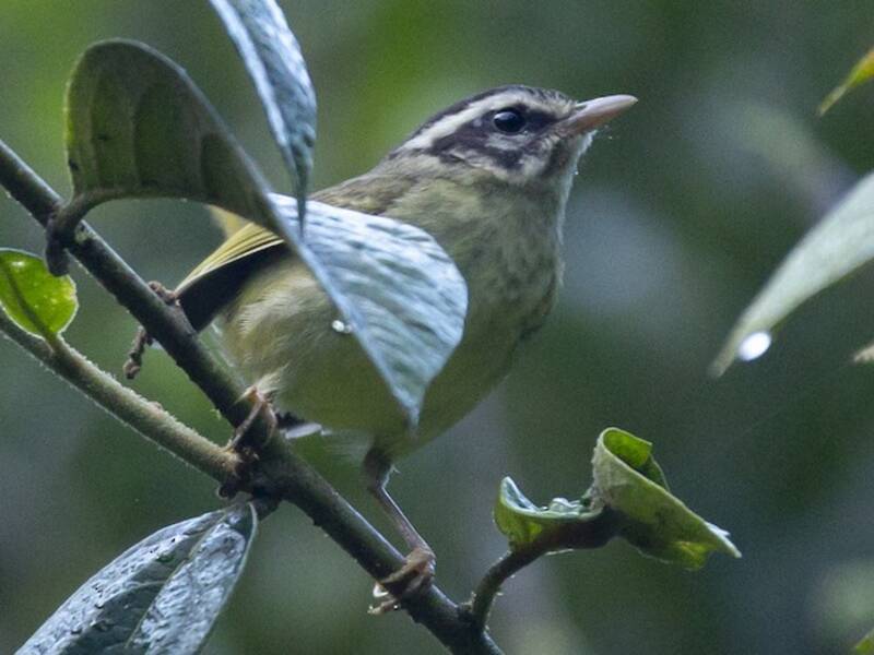 Yungas-Waldsänger, Fotos 2