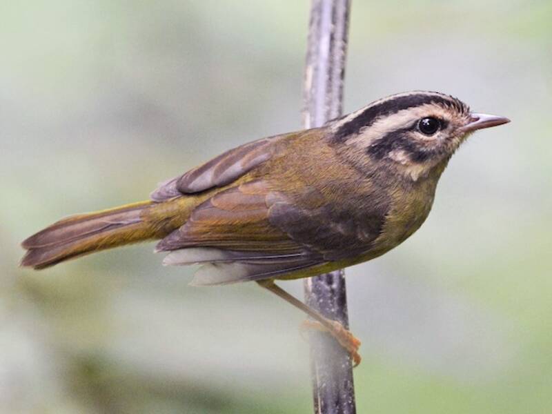 Costa Rican Warbler