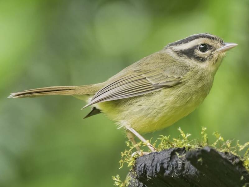 Costa Rican Warbler, Photos 3
