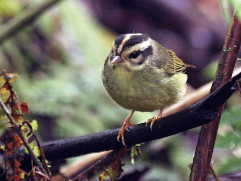Costa Rican Warbler, Photos 2
