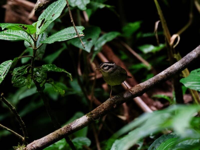 Costa Rican Warbler, Photos 4