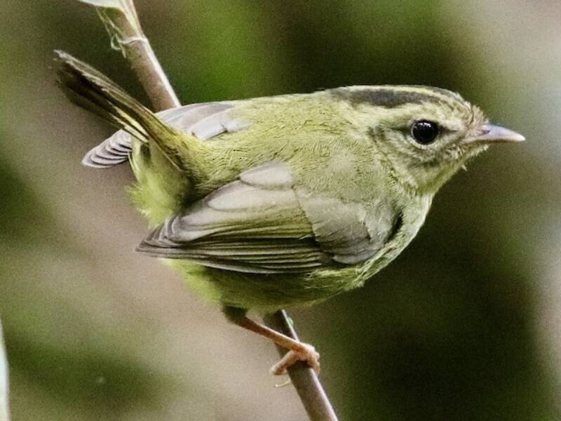 Tacarcuna Warbler, 照片 4
