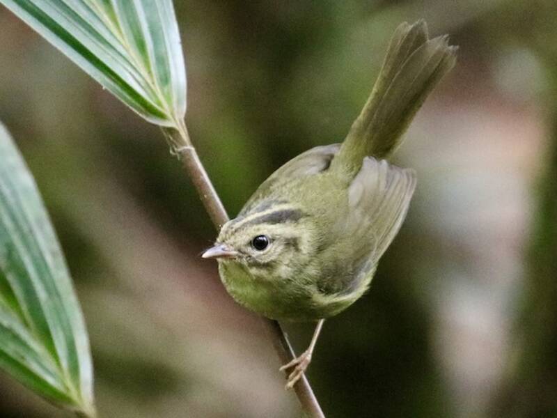 Tacarcuna Warbler, 照片 3