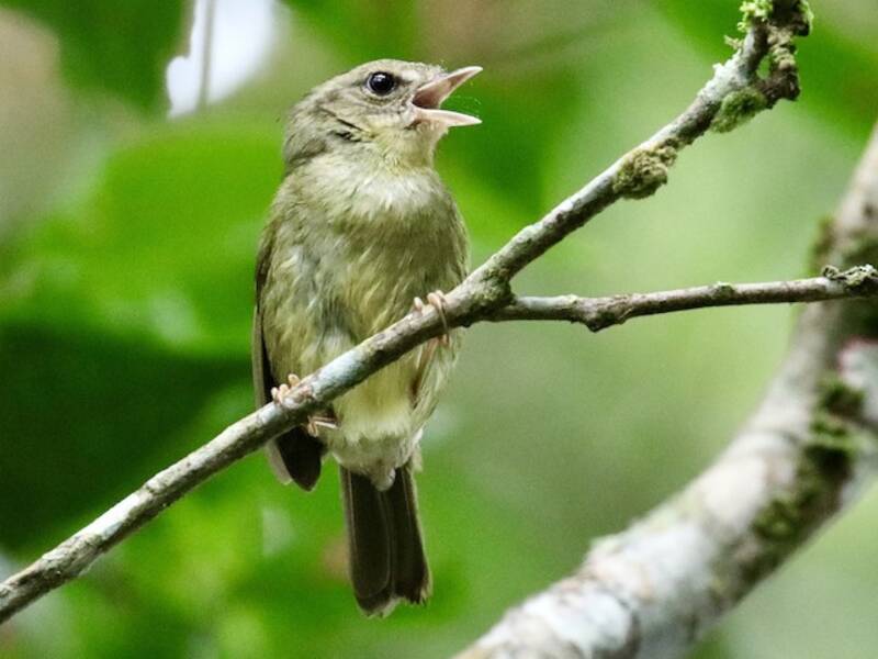 Tacarcuna Warbler, 照片 2