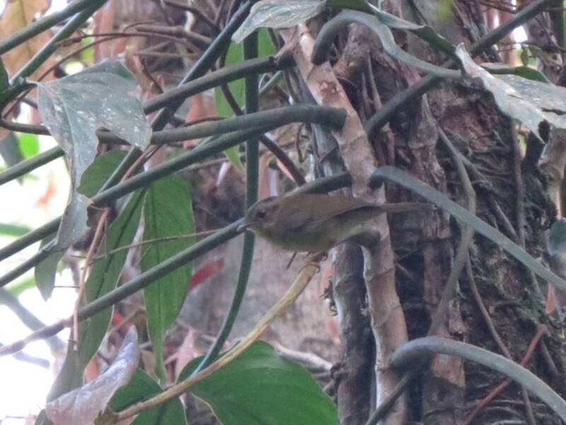 Tacarcuna Warbler, Basileuterus tacarcunae