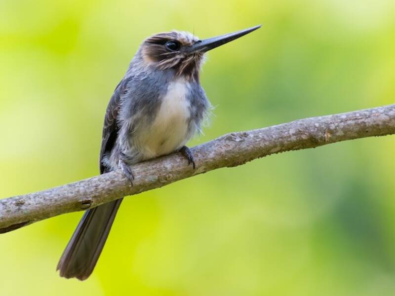 Three-toed Jacamar, Photos 3