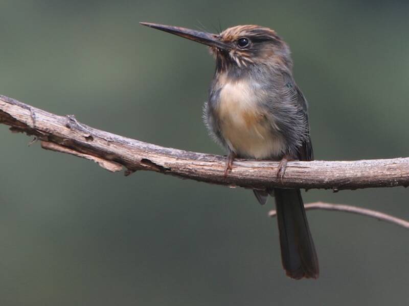 Three-toed Jacamar, Photos 2