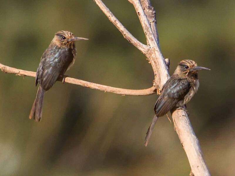 Three-toed Jacamar
