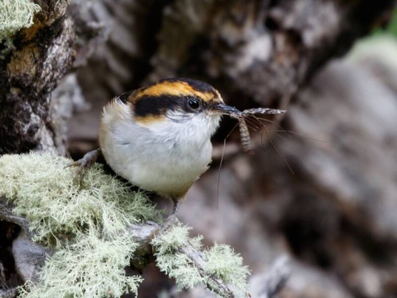 Thorn-tailed Rayadito