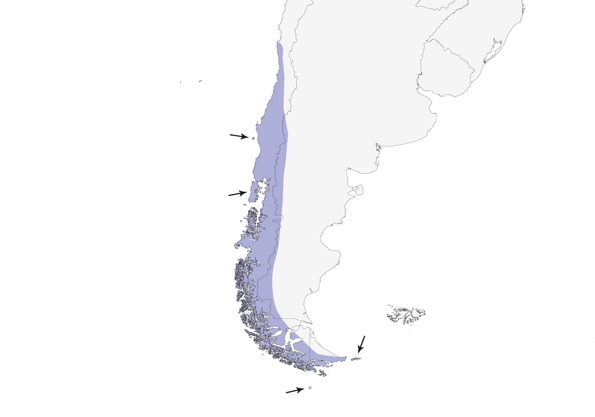 Rayadito Coludo, Distribución 1