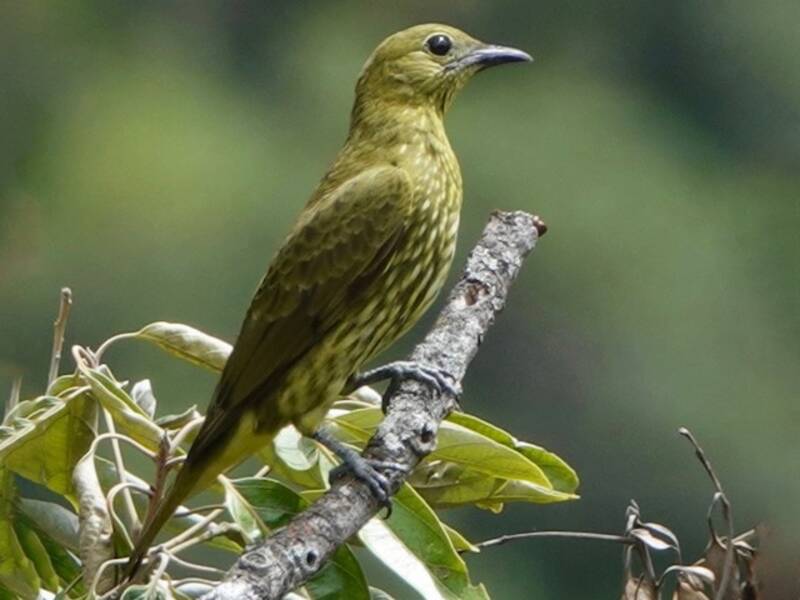 Dreilappen-Glockenvogel