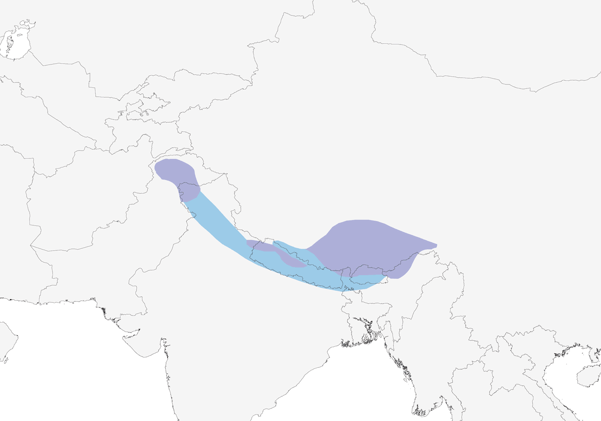 Tibetamsel, Verbreitung 1