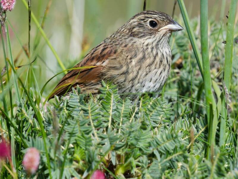 Tibetan Bunting