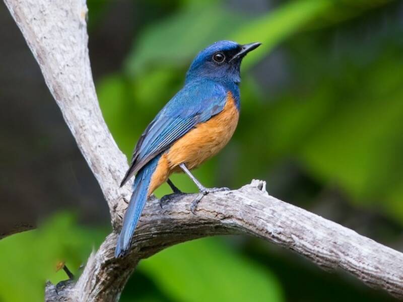 Papamoscas Azul de Timor, Fotos 2