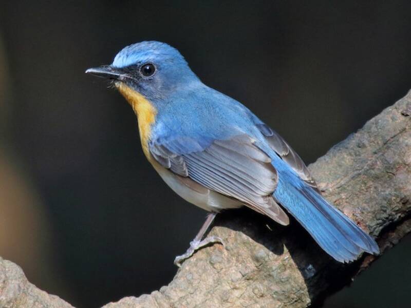 Indochinese Blue Flycatcher, Photos 3