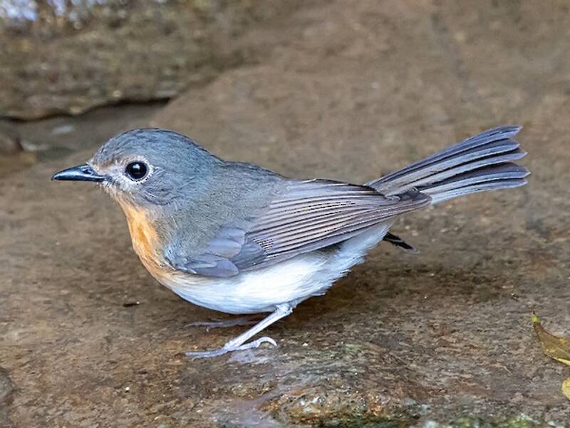 Indochinese Blue Flycatcher, Photos 4