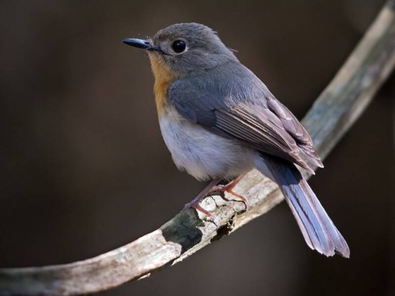 Indochinese Blue Flycatcher, Photos 2