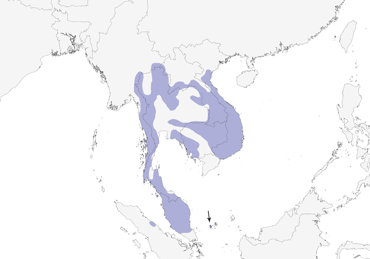 Indochinese Blue Flycatcher, Distribution 1