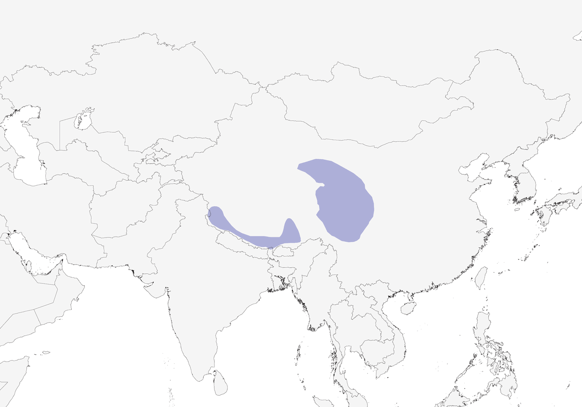 Tibetlerche, Verbreitung 1