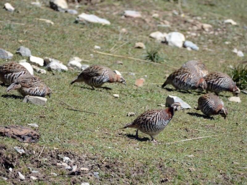 Pernice tibetana, Foto 4