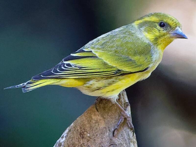 Tibetan Serin, 照片 2