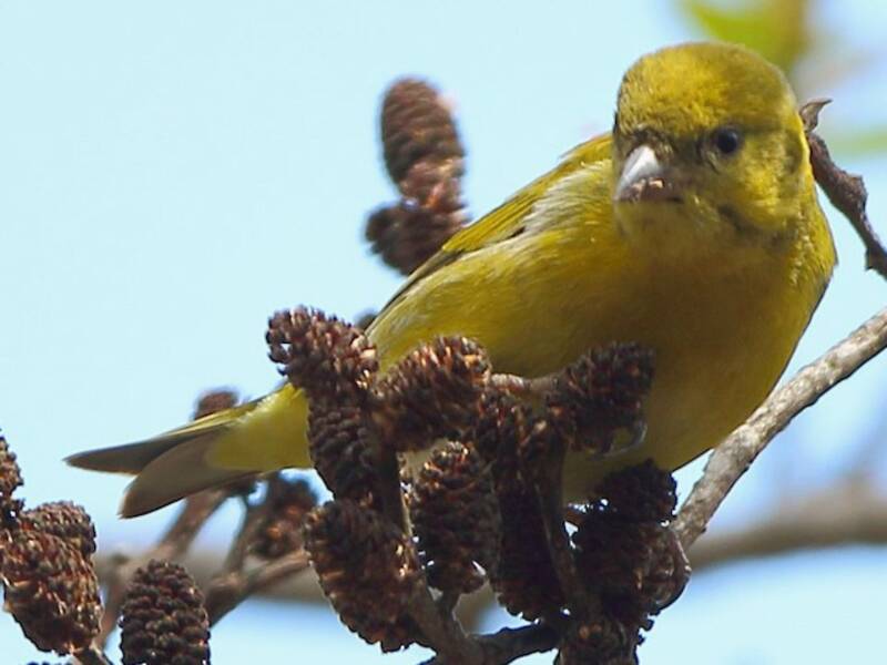 Tibetan Serin