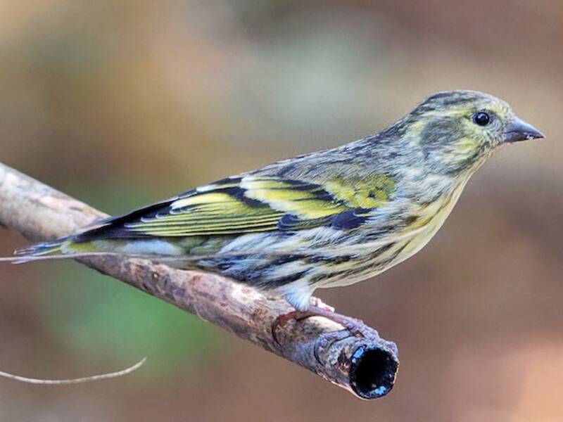 Tibetan Serin, 照片 4