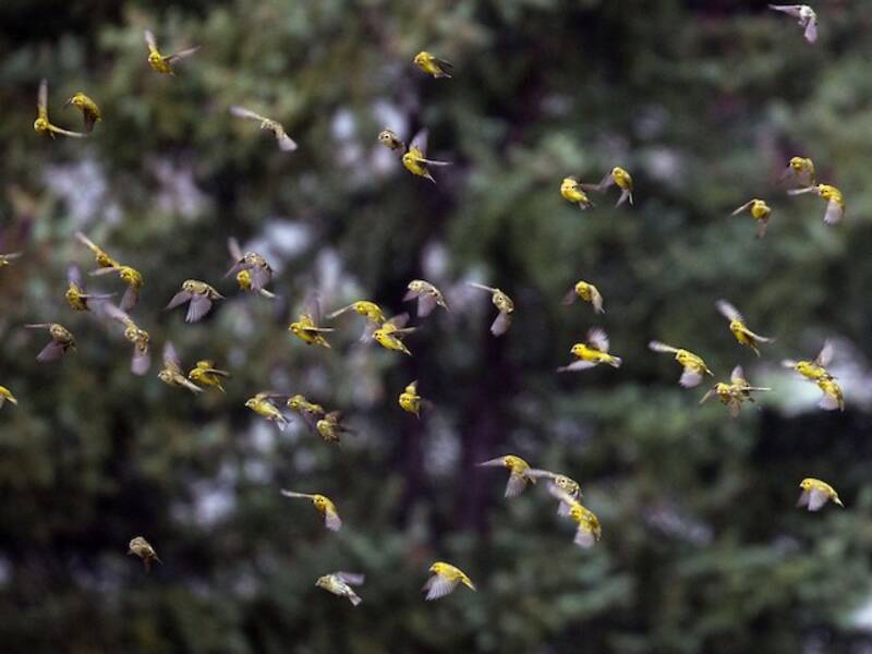 Tibetan Serin, 照片 3