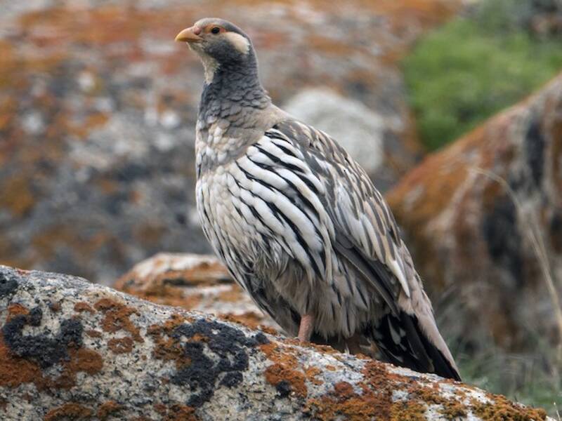 Tibetan Snowcock, Photos 3