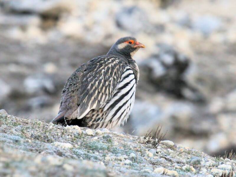 Tibetan Snowcock, Photos 4