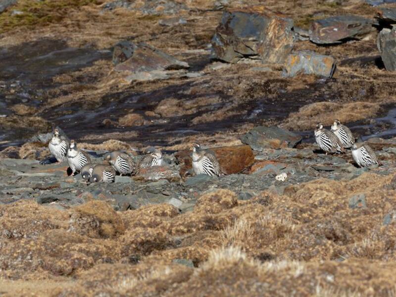 Tibetan Snowcock, Photos 2